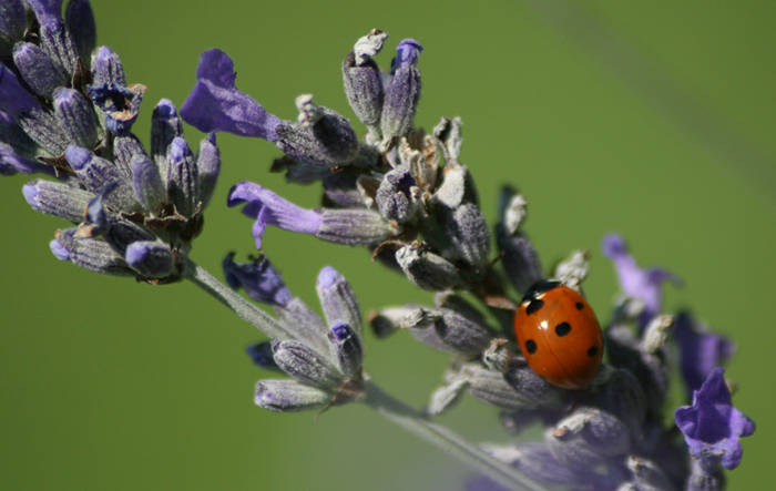 Lavanda