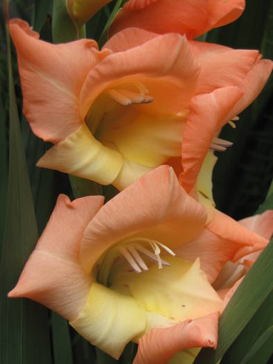 Gladiole pitice 13 iul 2009 (3) - gladiole