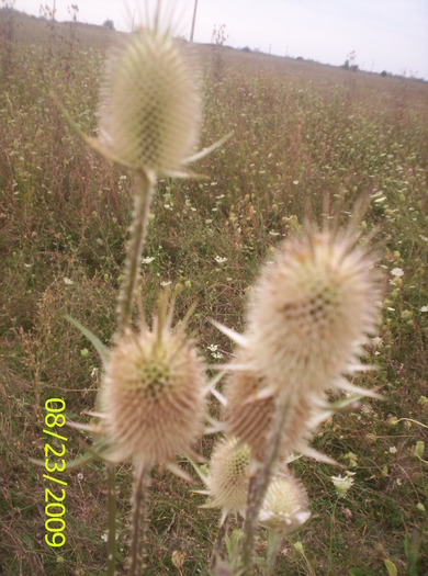 Dipsacus fullonum; cimp cu flori...
