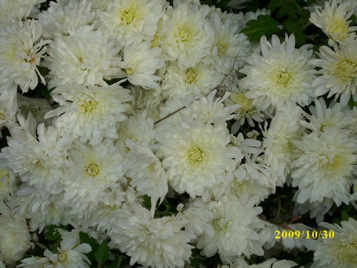 DSCI2075 - crizanteme