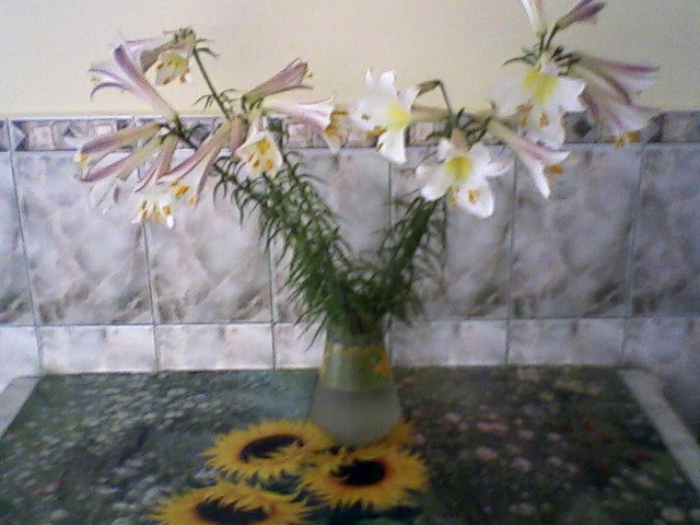 Fotografii-0003 - dragele mele flori 2009