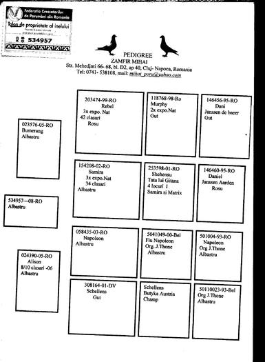 2 - pedigree porumbei matca