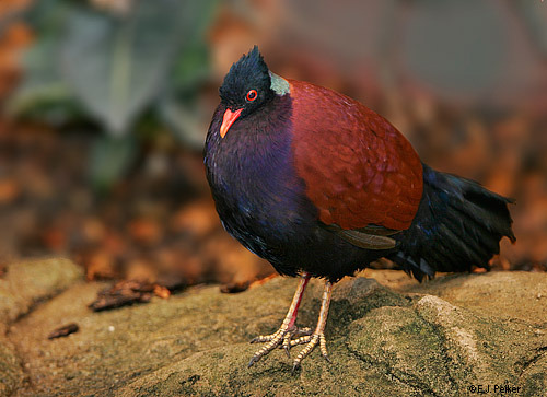 IL_PheasantPigeon01 - PORUMBEI