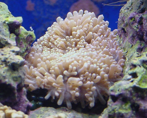 coral1[1]