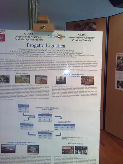 Imagine1112 - ApiMondia