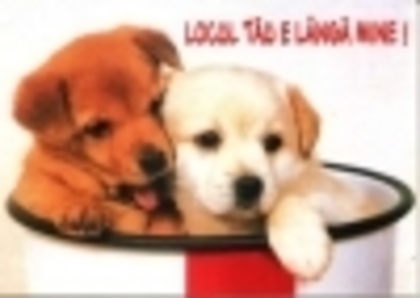 eAvatar_ro_1427c2c7 - CATELUSI