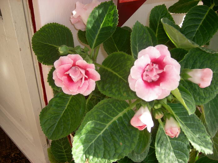 Gloxinia roz dublu