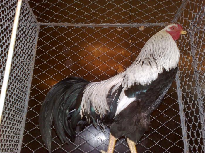 2009-02-14_11-02-24_140220091109 - expo 2009 Sighisoara