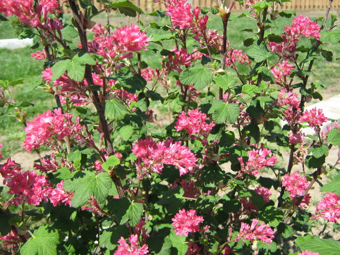 ribes sanguineum - gradina 2009