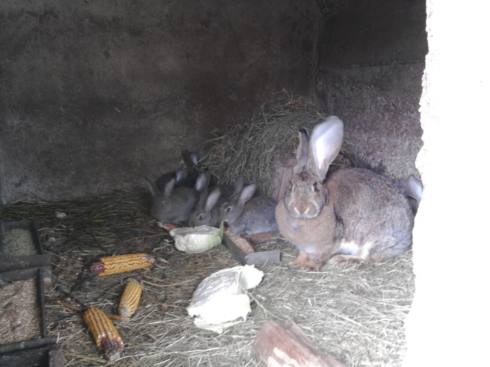 Fotografie0094 - de vanzare pui iepuri rasa urias belgian