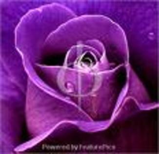 5I7 - Purple rose