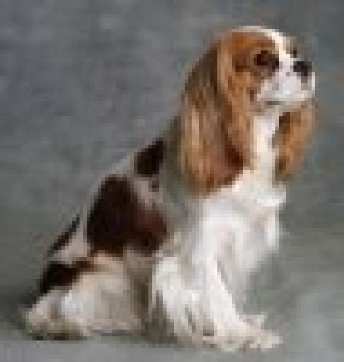 t_Spaniel_King_Charles - Catei
