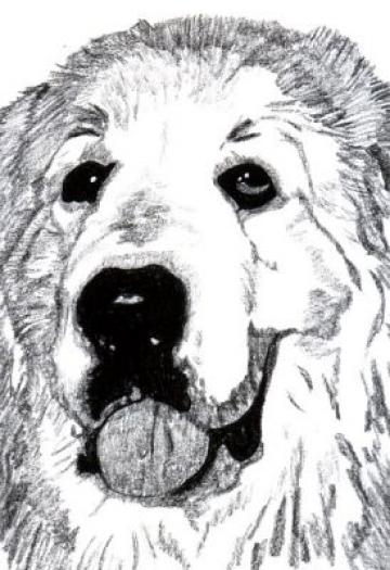 Great Pyrenees