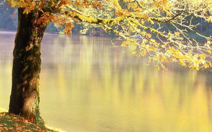 strom_nad_jezerem - 171 - Nature Wallpapers