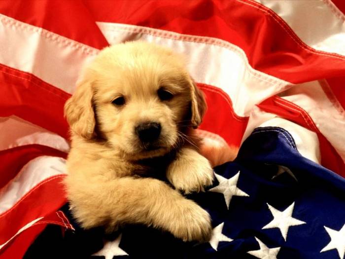 1024 - American Puppy - catelusi