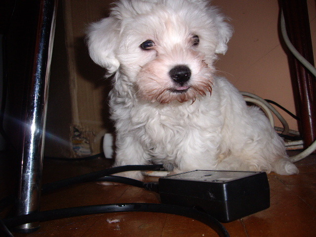 Bichon Maltese; Alisya la 2 luni
