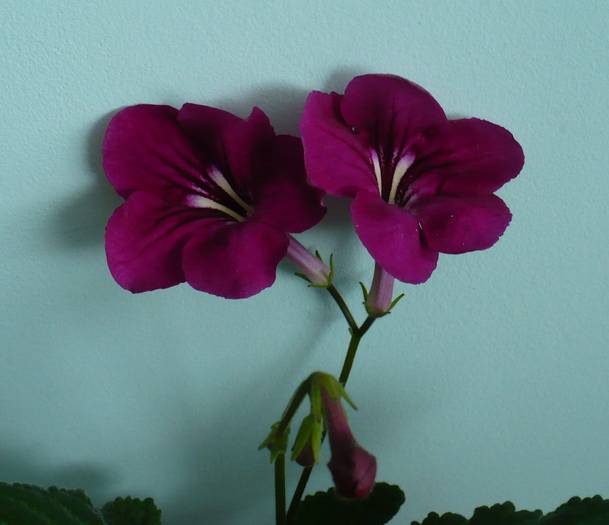 P1110537 - STREPTOCARPUSI