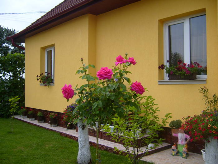 trandafiri roz - Acasa 2009