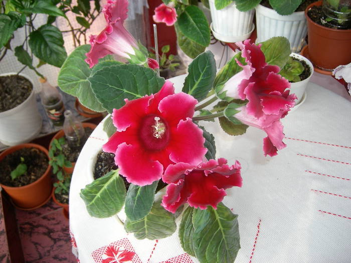 Gloxinie rosie  creata