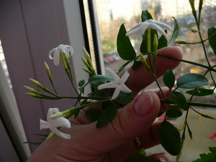 P1080513 - Iasomie de camera - Jasminum