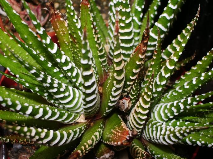 Haworthia fasciata  - cactusi