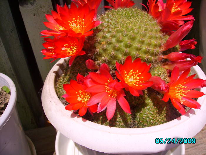 IMG_6771 - cactusi
