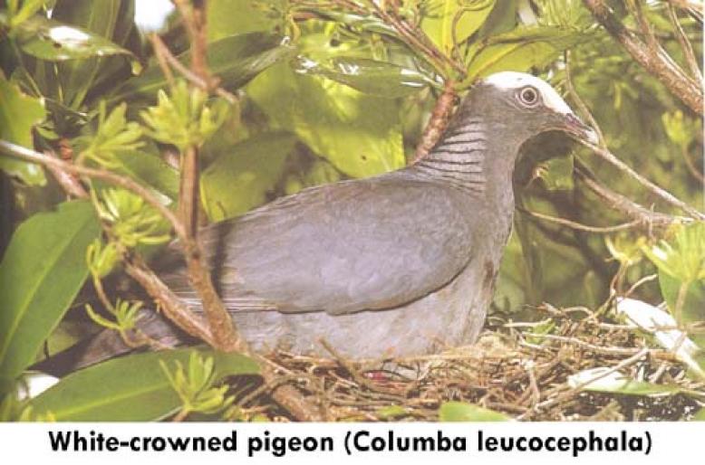 birdwhitecrownedpigeon - Porumbei salbatici