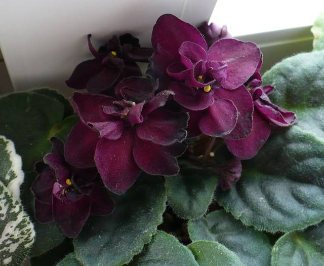 Vampire' s Kiss - Saintpaulia - violete de camera