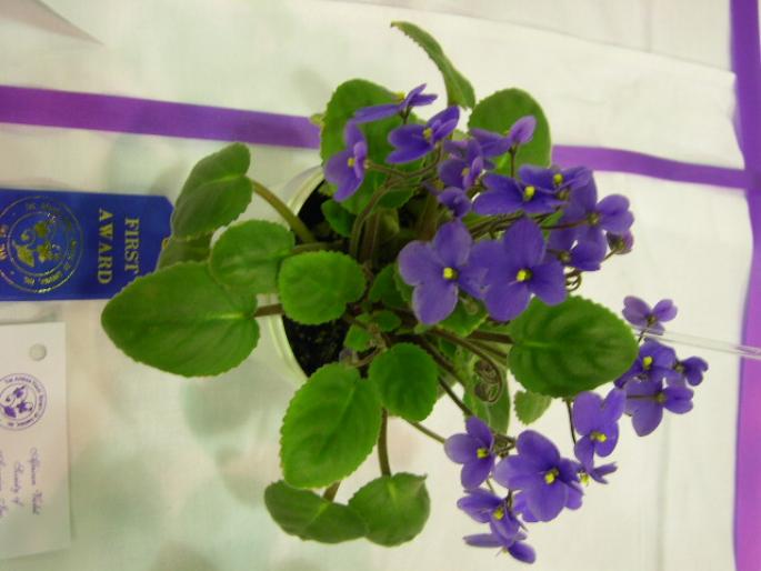 S_rupicola_2005avsa - violete de pe net 1