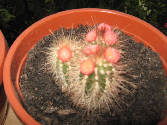 IMG_0149 - cactusi
