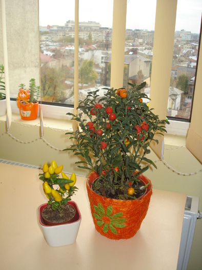 SOLANUM