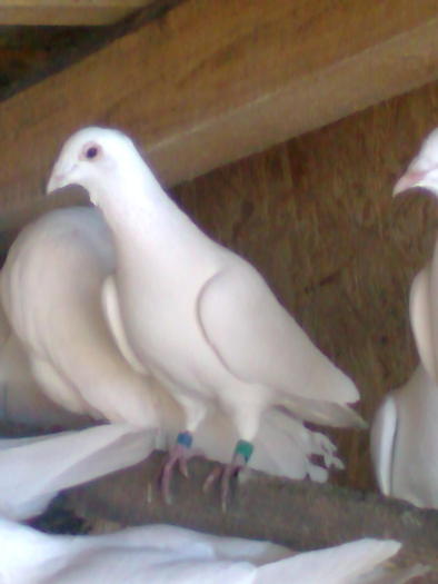 Imagine0236; championu 2008
