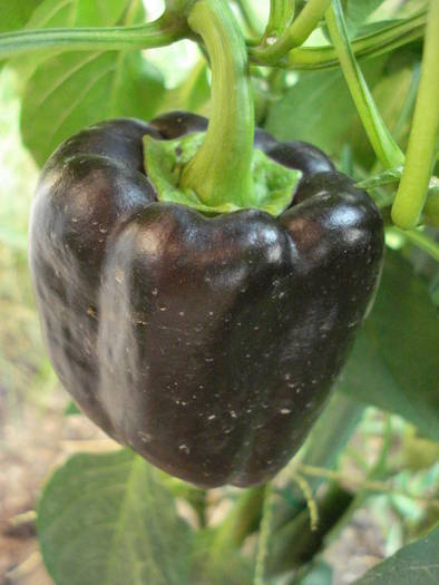 Bell Pepper Purple Flame (2009, Aug.04) - Purple Flame Pepper