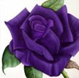 U5E - Purple rose