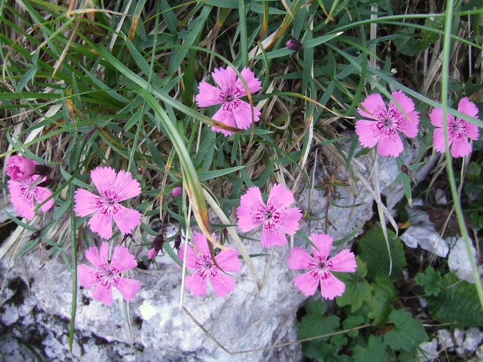 2009_08210089; Romania
