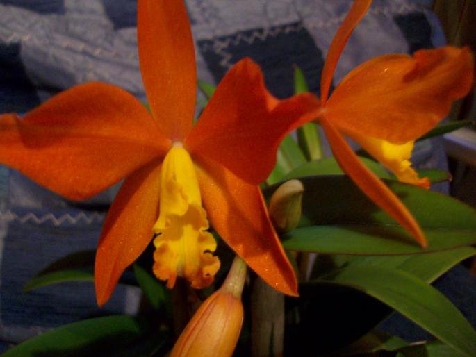 cattleya - orhidee