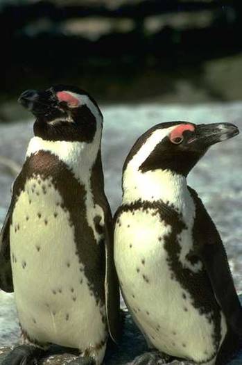 PINGUIN