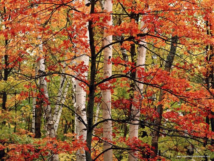 Arrowhead Provincial Park, Ontario, Canada - Very Beautiful Nature Scenes