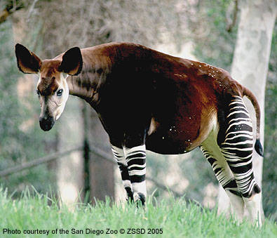 okapi1