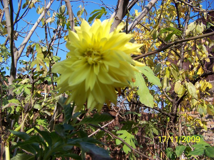 100_4586 - Toamna in curte  Timisoara