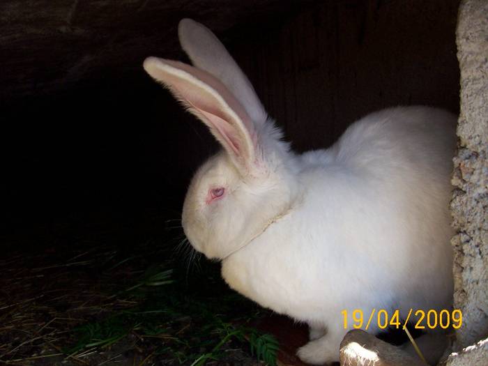 Picture 043 - poze iepuri aprilie 2009