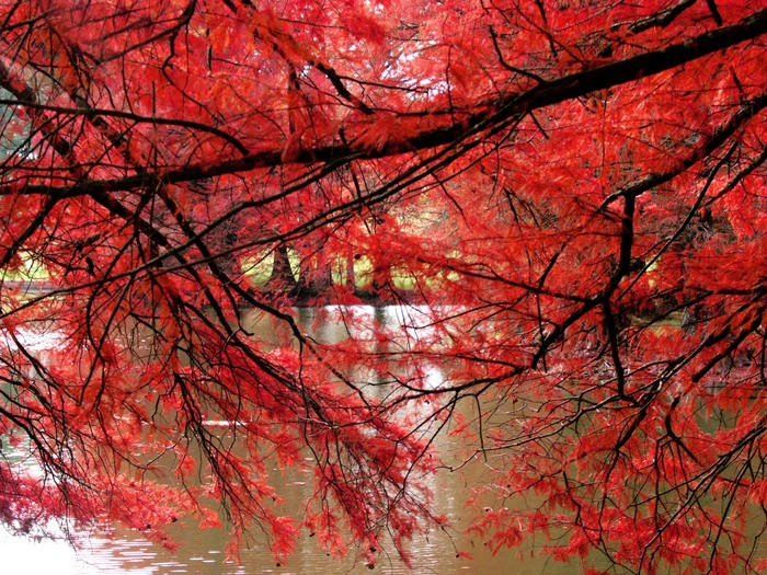 8534 - WALLPAPERS DESKTOP