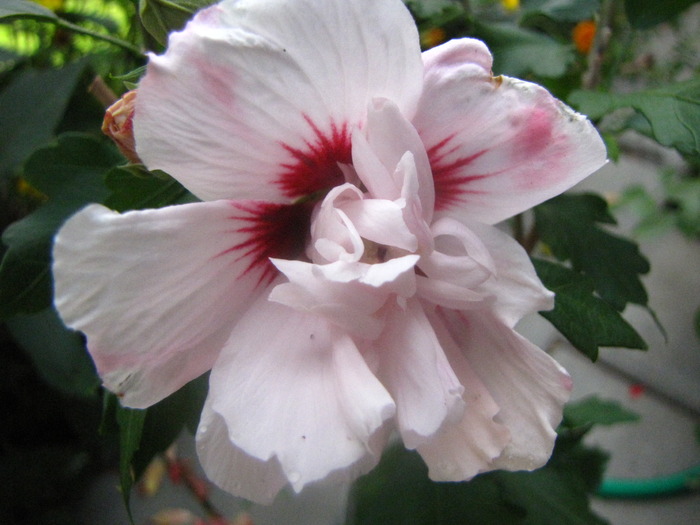 Hibiscus gr. alb 3 sept 2009 (2) - hibiscus gradina