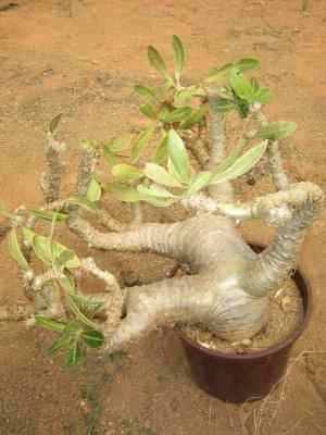 pachypodium bicolor - plante cu caudex