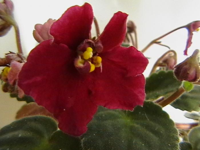 tomahawk - violete 2009