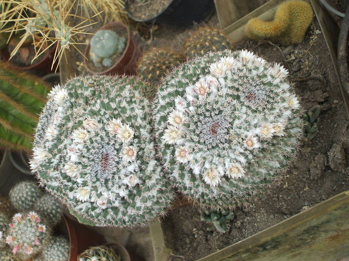 Mammilaria saint-pieana