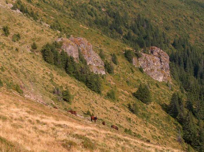 VARFUL PARANGUL MARE 2519 M 24.08.2009 226