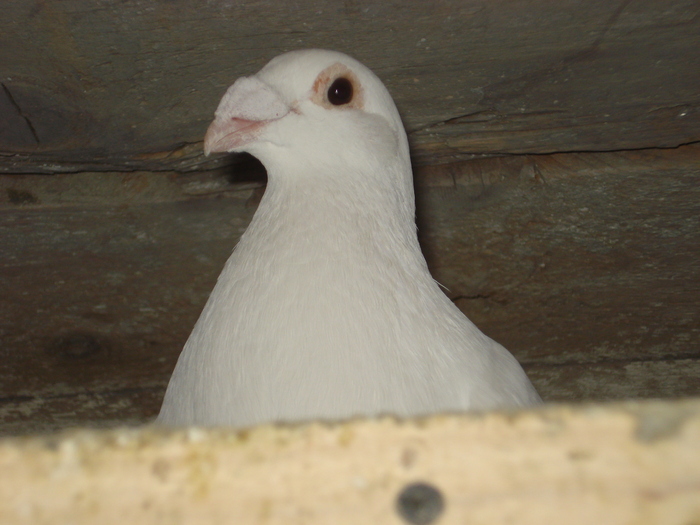 DSC03425 - 2 Voiajori albi de frumusete