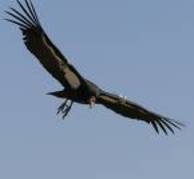 bb10 - vulturi