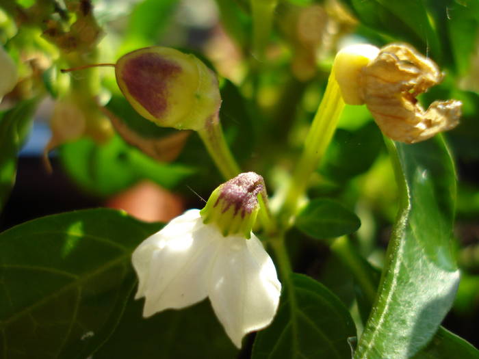 Brazilian Rainbow Pepper (2009, May 08) - Brazilian Rainbow Pepper